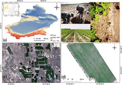 UAV hyperspectral analysis of secondary salinization in arid oasis cotton fields: effects of FOD feature selection and SOA-RF